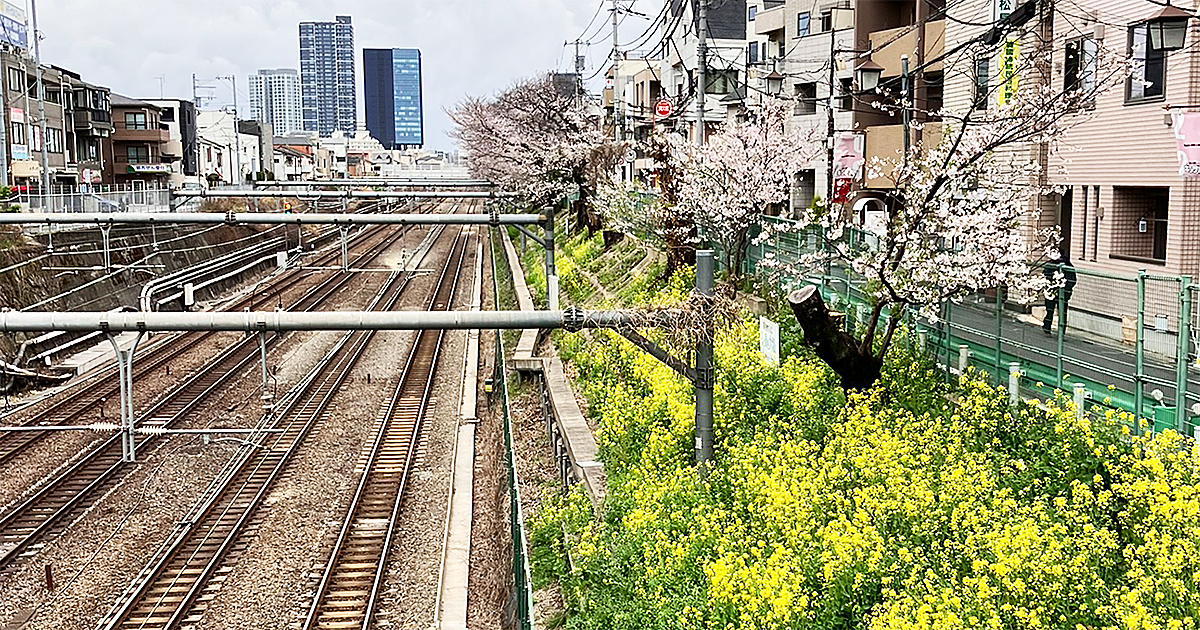 東中野 中央線の桜並木と菜の花